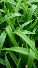 Obraz premium Green juicy grass, Close-up