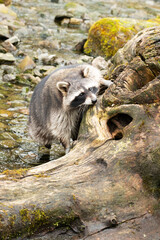 Fototapeta premium wild boar in the zoo