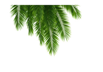 Isolated Palm Tree Leaves