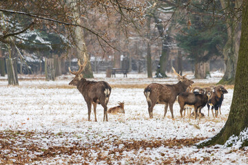 Winter landscape with Sika Deer - Cervus nippon. There is snow on the meadow and it is snowing in the landscape