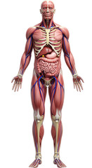 Isolated Anatomical Illustration of Human Body with Muscles and Organs