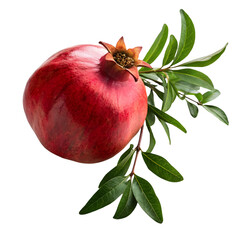 pomegranate fruit