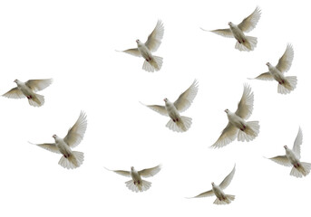 Fototapeta premium Isolated Flock of White Doves in Graceful Flight