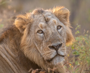 Lion