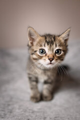 Cute small, gray kitten on a plain background.