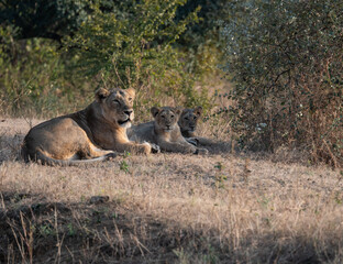 Lion