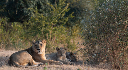 Lion