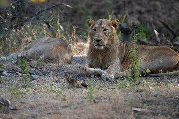 Lion