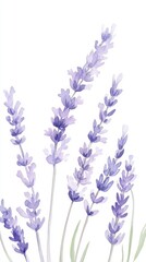 Naklejka premium Hand-painted watercolor lavender sprigs capture the essence of a calming botanical garden in soft purple hues