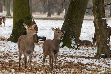 Winter landscape with Sika Deer - Cervus nippon. There is snow on the meadow and it is snowing in the landscape