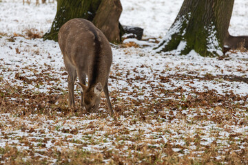 Winter landscape with Sika Deer - Cervus nippon. There is snow on the meadow and it is snowing in the landscape