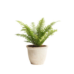Small Fern Plant in White Pot Isolated on Transparent Background