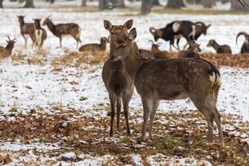 Winter landscape with mouflon - Ovis aries musimon and sika deer - Cervus nippon. Snow lies on the meadow and the landscape is snowing