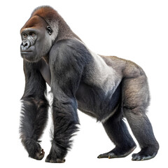 gorilla  animal © Habib