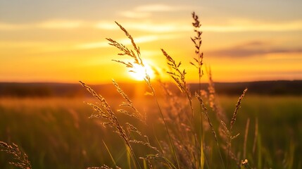 Golden Sunrise Over Lush Green Field with Tall Grass Illuminated : Generative AI