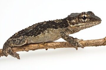 Naklejka premium Veiled chameleon (Chamaeleo calyptratus) placed against a white backdrop