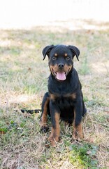 Happy Rottweiler puppy sitting on grass, panting with a playful look