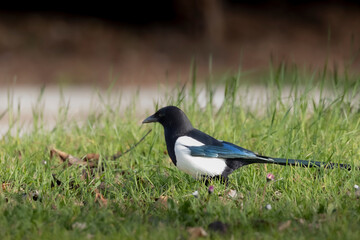common magpie