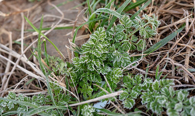 Frost-covered green leaves and grass on a cold morning