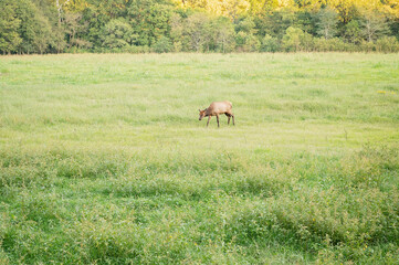 Lone elk grazing in a lush green meadow near a forest edge