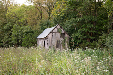 Abandoned wooden barn surrounded by wildflowers and dense greenery