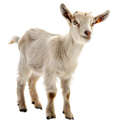 goat animal