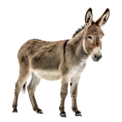 Gardinen donkey animal © Habib
