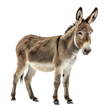 donkey animal
