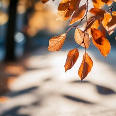 Obraz premium A cinematic shot of leaves swinging in the wind, casting moving shadows on the ground