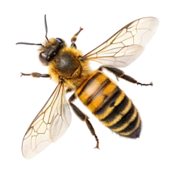 Fototapete Rund bee © Habib