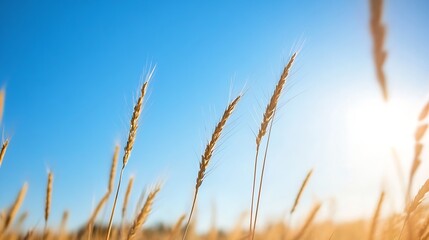 Fototapeta premium Golden Wheat Grains Swaying Gently Under Clear Blue Sky With Bright Sunlight : Generative AI