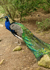 Male Peacock