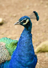 Obraz premium Male Peacock