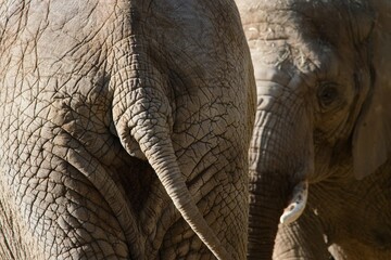 elephant close up