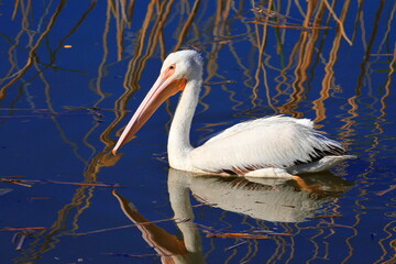 Pelícano nadando entre tules