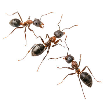 ant animal