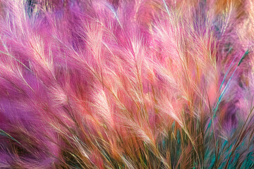 Hairawn Muhly grass