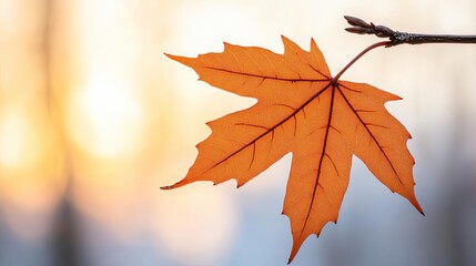 Fototapeta premium Close-up of a single maple leaf swinging on a thin branch, backlit by sunlight