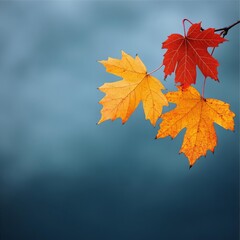 Fototapeta premium Maple leaves in autumn colors swinging dramatically under stormy skies