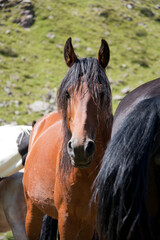 Obraz premium portrait of a horse