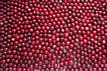red berries background