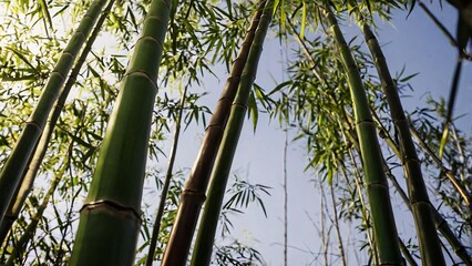 Fototapeta premium bamboo forest background