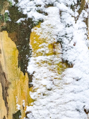 Close-up of the bark of a common sycamore or Platanus hispanica in the snow in winter.