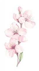 Fototapeta premium Delicate peach blossoms in soft pink bring a fresh and vibrant touch to springtime botanical art