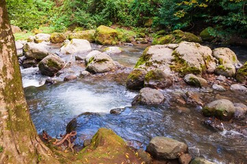 Fototapeta premium A clear stream cascading over moss-covered rocks creates a serene and picturesque natural scene.