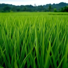 Obraz premium Swinging rice field leaves moving gently with a warm breeze