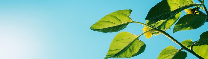 Swinging sunflower leaves under a bright blue sky