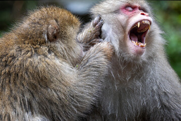 Close up of a Japanese Snow Monkey grooming another monkey with mouth wide open in Yudanaka, Japan on 8 October 2024