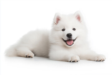 Obraz premium A fluffy white Samoyed dog smiling happily against a clean white background.