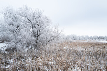 Hoar Frost